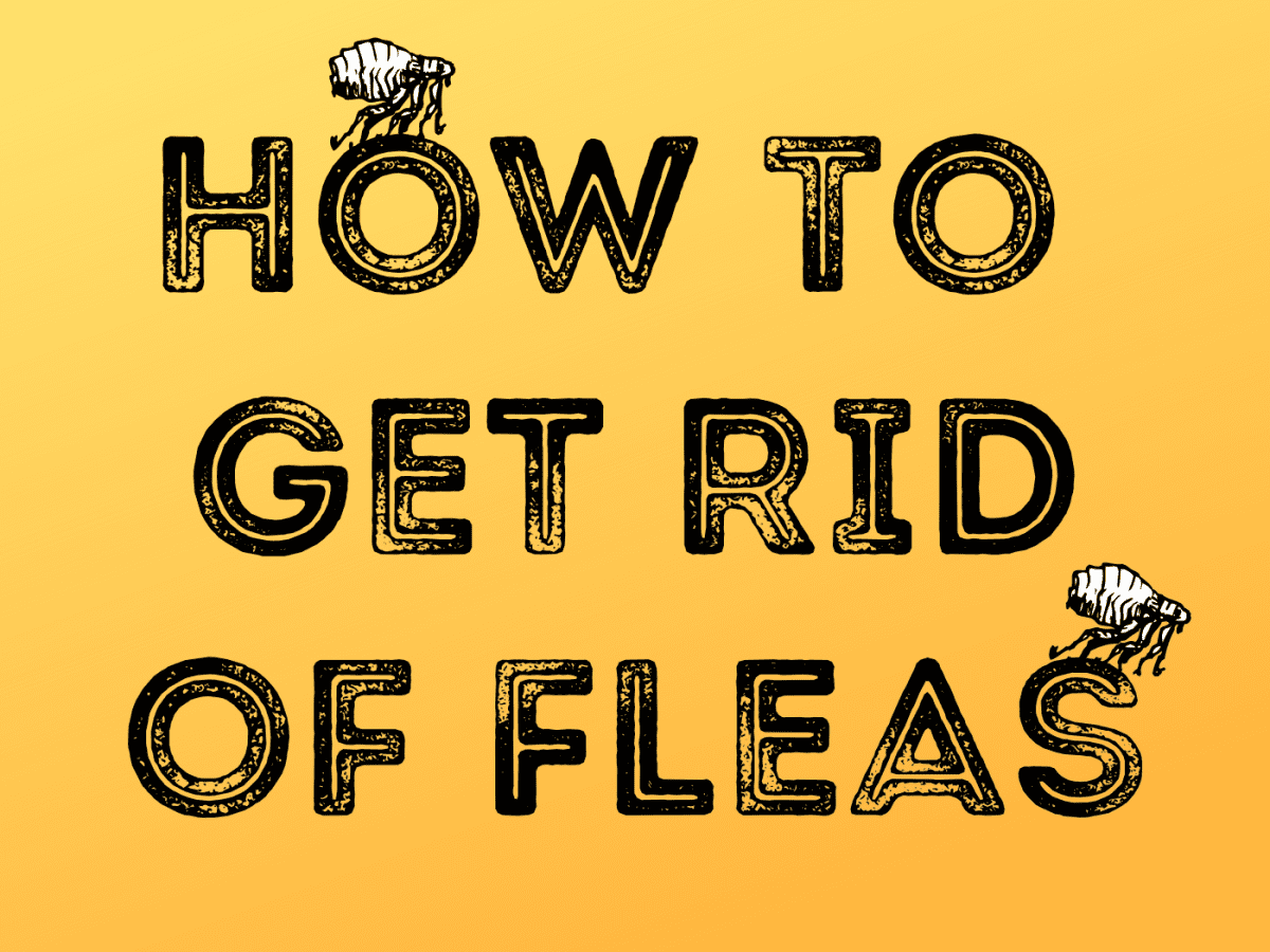 How To Get Rid Of Fleas from Your Pets, Home & Backyard?