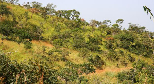 Diversity and Production of Ethiopian Dry Woodlands Explained by Climate & Soilstress Gradients