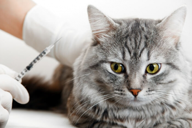 Convenia Injection: A Pet Owner’s Guide to Effective Antibiotic Care